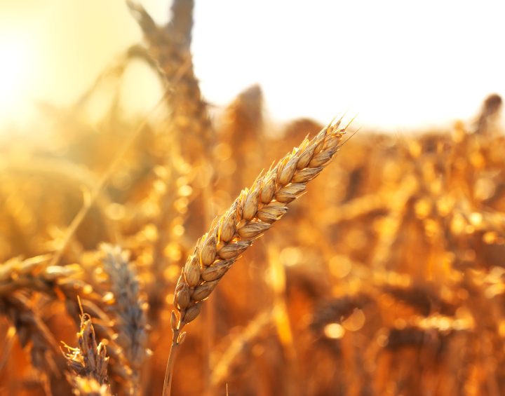 A ‘bran’ new natural preservative? Researchers see potential in grain antioxidant – FoodNavigator.com