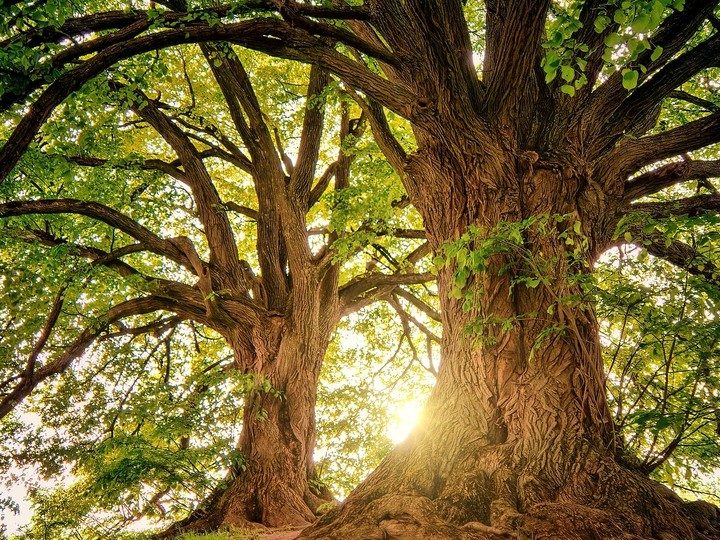 Add ‘Nature as Medicine’ to Your Health Prescription, by Chuck Norris – Creators Syndicate