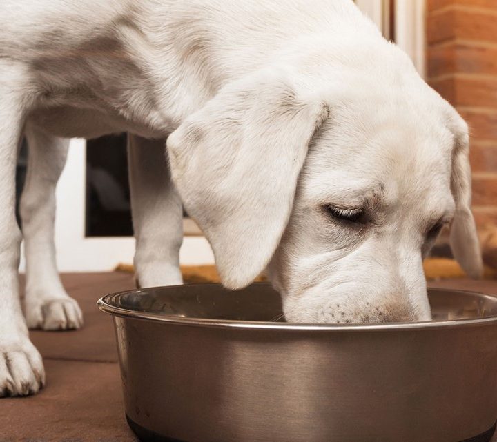 FDA tells dog owners to avoid “Darwin’s Natural’ food due to salmonella | kiiitv.com – KIIITV.com