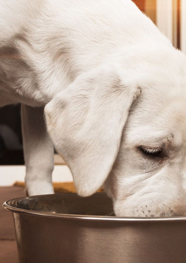 FDA warns of ‘serious threat to human and animal health’ in 3 lots of Darwin’s Natural dog food – USA TODAY