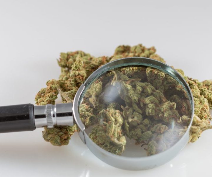 Federal Health Agency Blames Schedule I For ‘Slow’ Marijuana Research And Commits To Fund Studies – Marijuana Moment