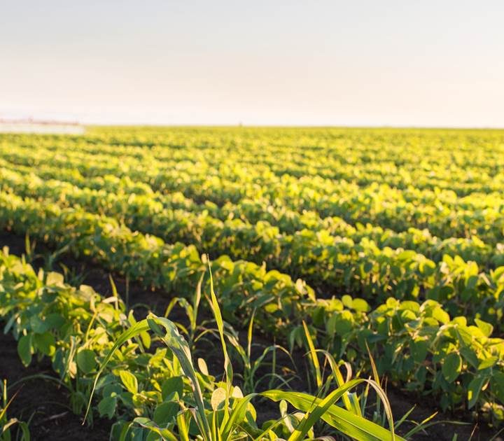 Feeding the future: How to change food production and diet to sustain the global population – NBC News