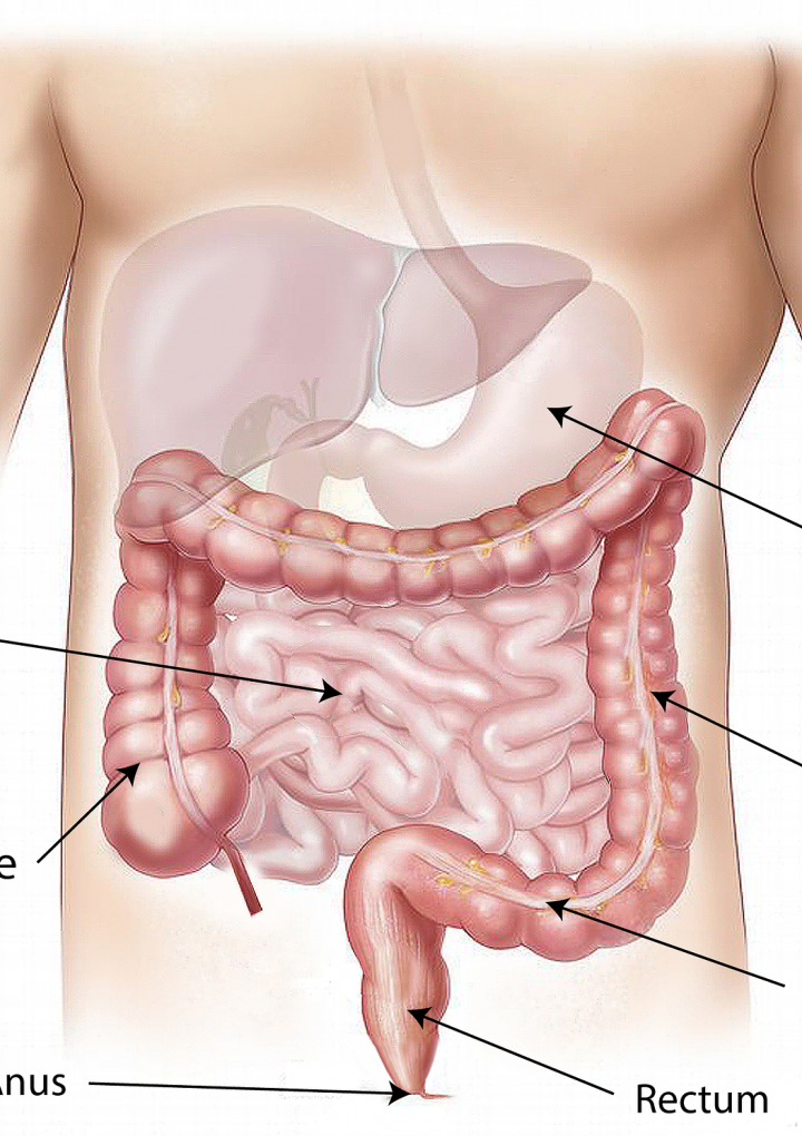 How Exercise Improves Gut Bacteria – One Green Planet