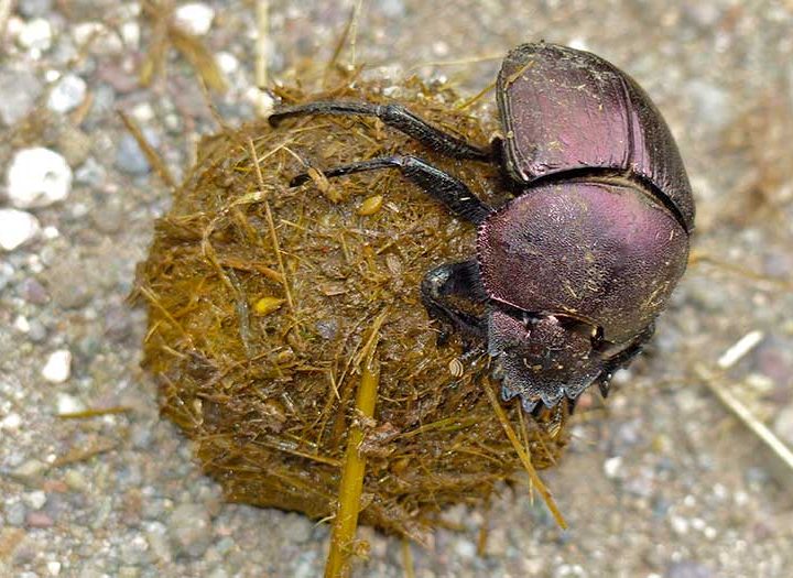 Organic agriculture could reduce the spread of fo – Anthropocene – Anthropoce