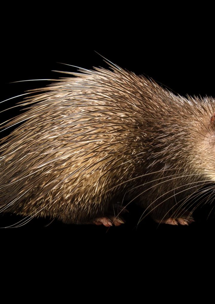 Porcupines are being poached for their bezoars – National Geographic