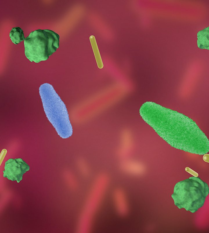 Probiotic bacteria evolve inside mice’s GI tracts – Washington University School of Medicine in St. Louis