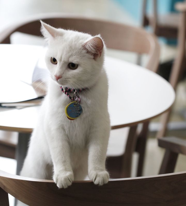 Purina recalls wet cat food that may be contaminated with rubber – MassLive.com