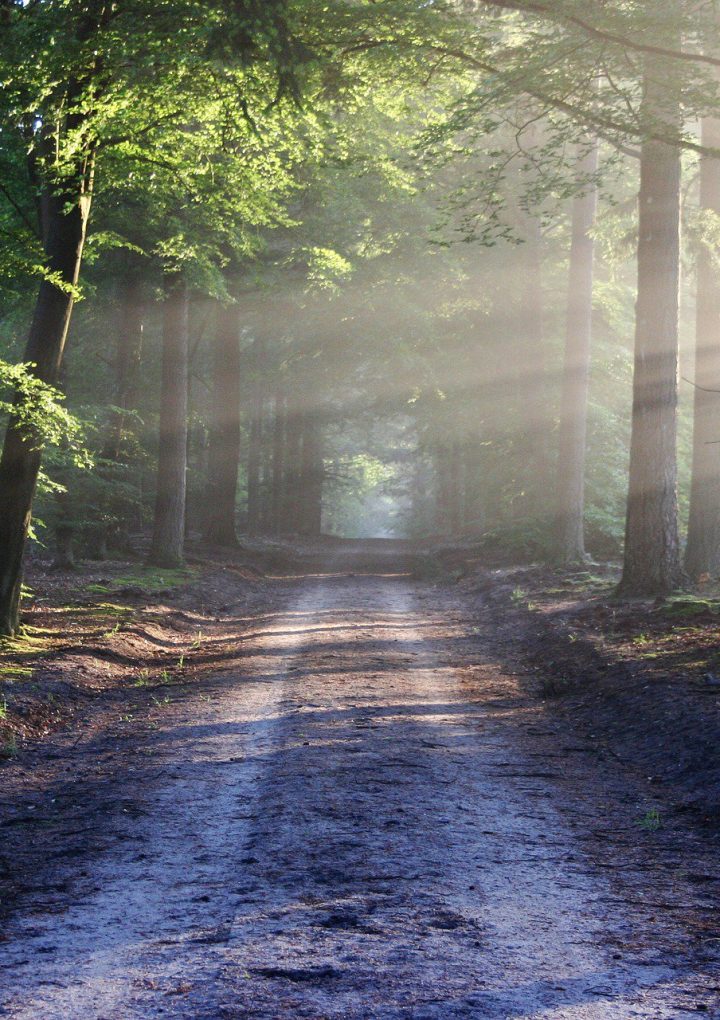 The Health Benefits of Forest Bathing, A Mindful Way to Connect with Nature – One Green Planet