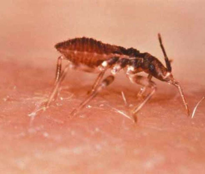 The most dangerous Texas bugs according to the Houston Museum Of Natural Science – Chron