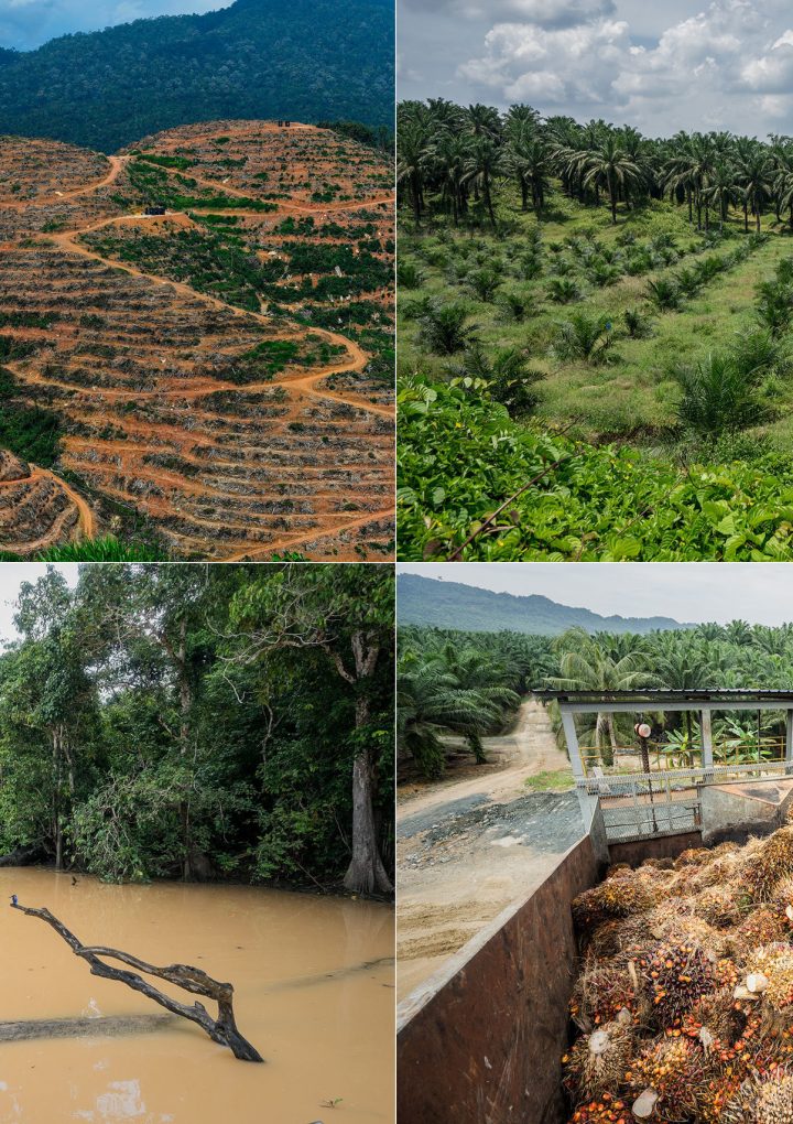 The Rapid Decline Of The Natural World Is A Crisis Even Bigger Than Climate Change – HuffPost