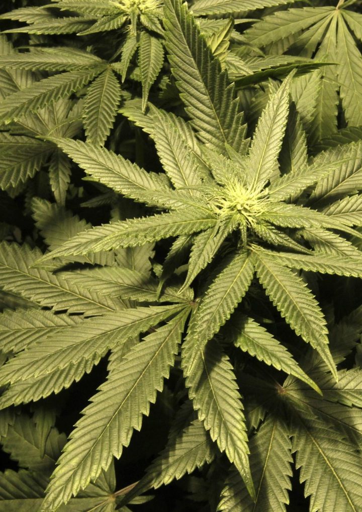 The study connecting cannabis to psychosis is more complicated than it seems – Quartz