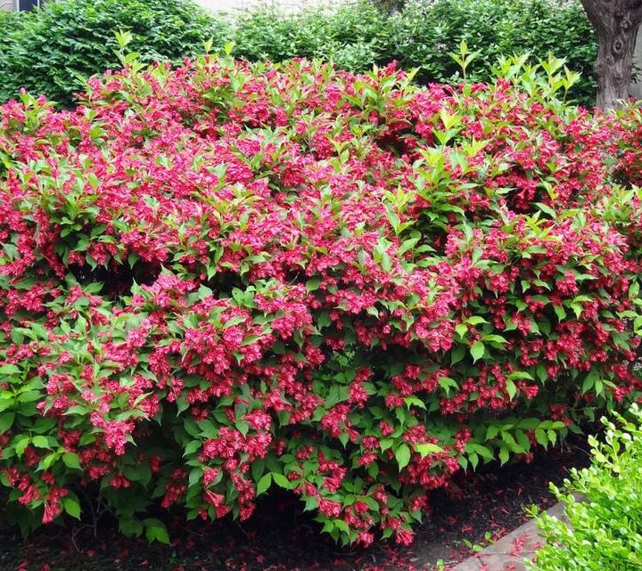 There’s a right way to prune. Here’s how to trim your way to lush, healthy plants – Kansas City Star