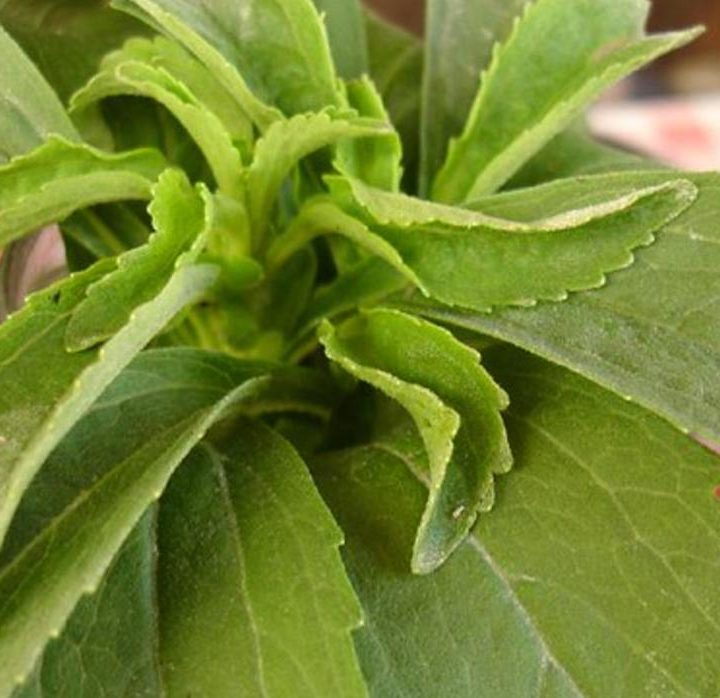 As zero-calorie natural sweeteners surge in popularity, here’s… – Daily Republic