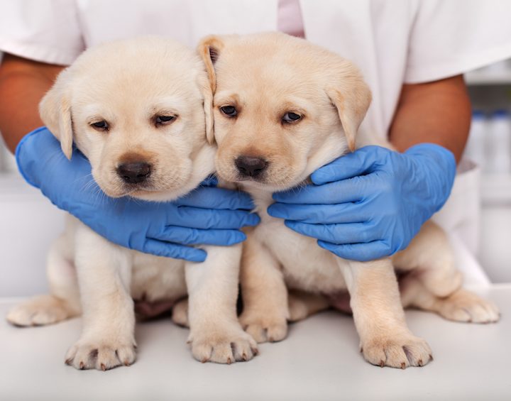 Darwin’s Natural Pet Products silent recall surpassed 11 tons of raw dog food – Food Safety News