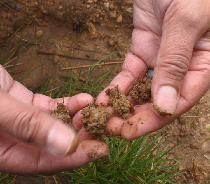 Drug-resistant superbugs may have found a new foe in the Irish soil – NBCNews.com