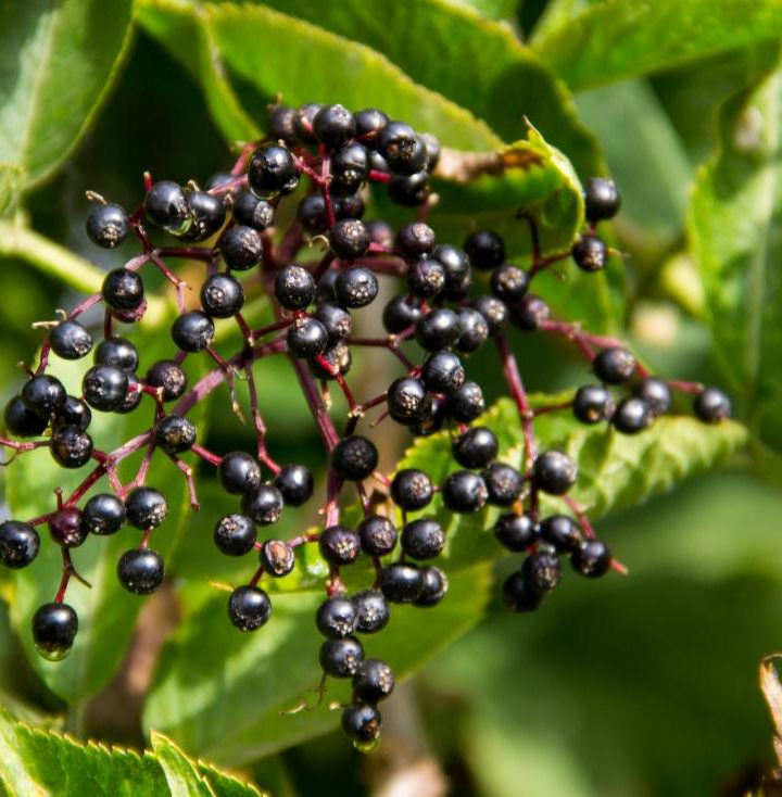How elderberries can help you fight the flu – Medical News Today