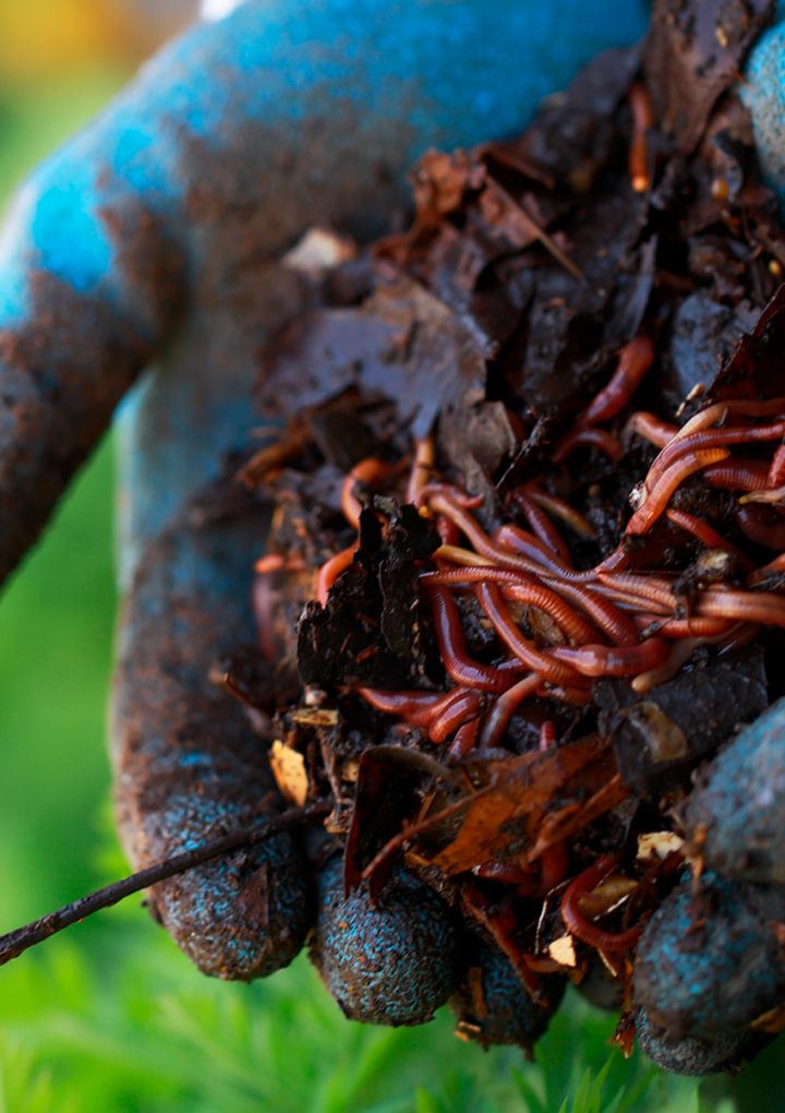 How to Grow Marijuana Sustainably With Korean Natural Farming – Leafly