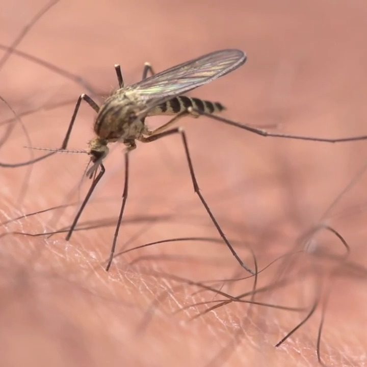 Mosquito experts: Act now to fend off West Nile virus – Sacramento Bee