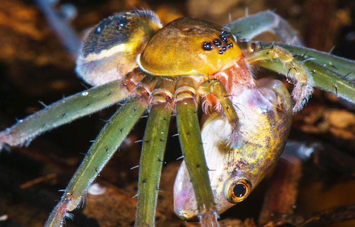 Spiders’ weird meals show how topsy-turvy Amazon food webs can be – Science News for Students