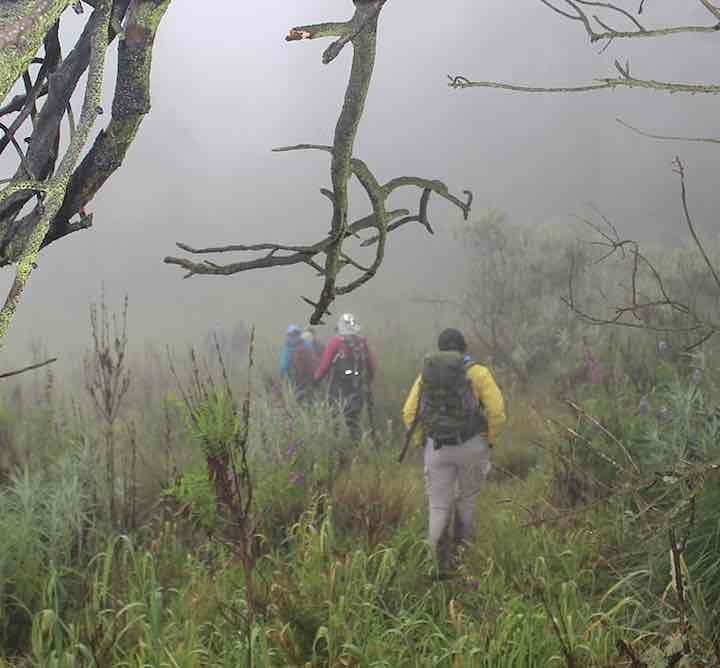 Stressed? New Study Says You Simply Need a 20-Minute ‘Nature Pill’ – Good News Network