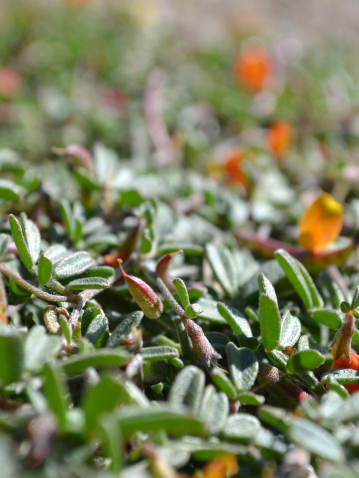 Study finds natural selection favors cheaters – EurekAlert