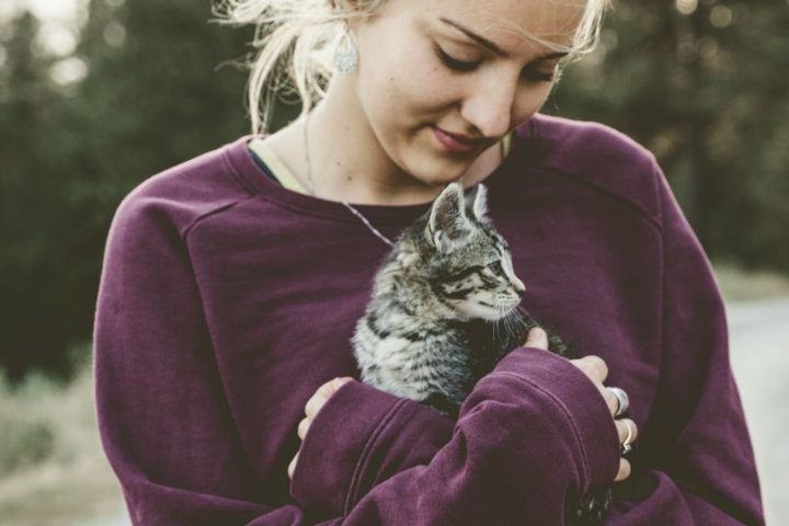 The best kitten food of 2019 – Business Insider