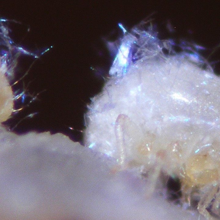 These suicidal aphids repair their home with their own bodily fluids – Science Magazine