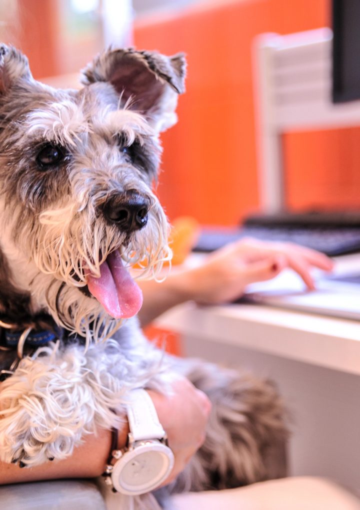 Wellness® Natural Pet Food Announces Call for Entries for America’s Most Pet Friendly Companies – PRNewswire