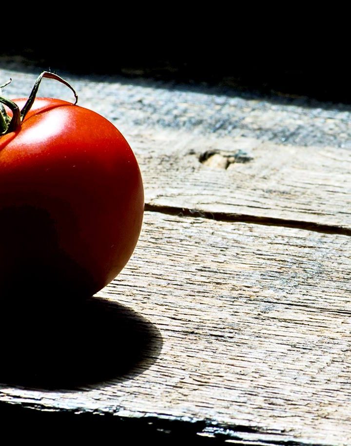 Wild tomato hairs carry an all-natural bug repellant – Futurity: Research News