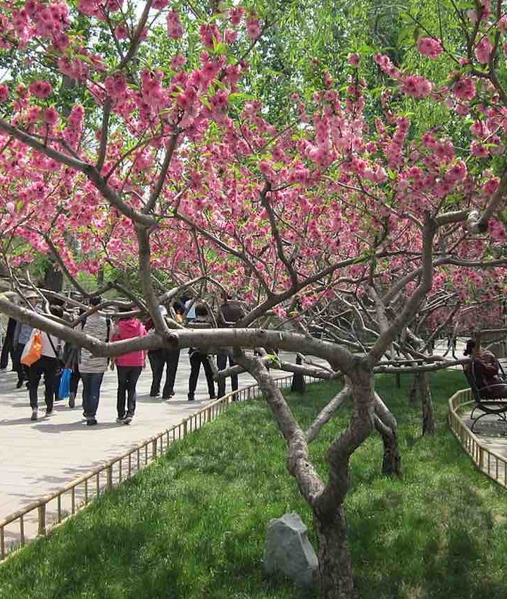 Atlanta is Transforming an Abandoned Plot of Land into the Largest Public Food Forest in the US – Good News Network