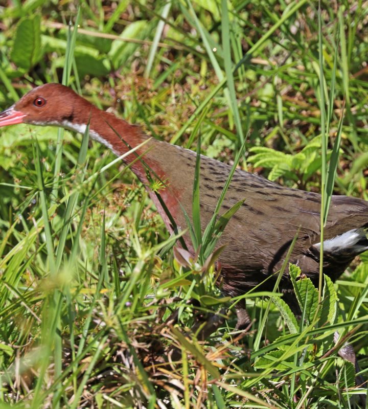 Bird that went extinct 136,000 years ago comes back from the dead – New York Daily News