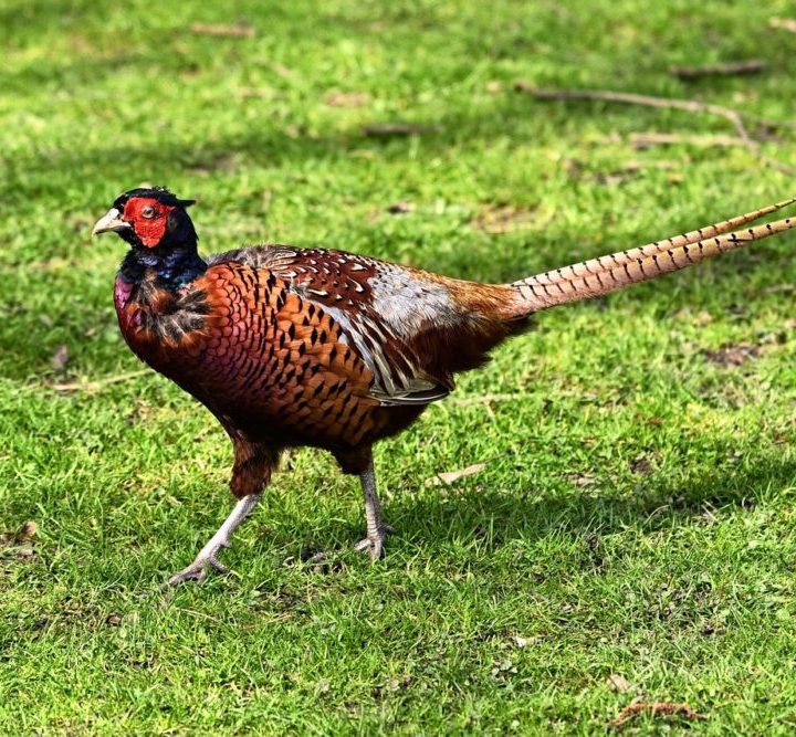 DNR Biologist: Food Plots Needed To Help Pheasants – KIWARadio.com