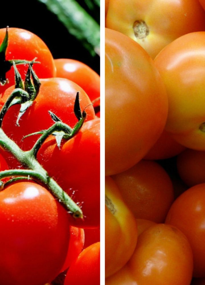 Domesticated tomatoes are missing flavor genes, study says – Big Think