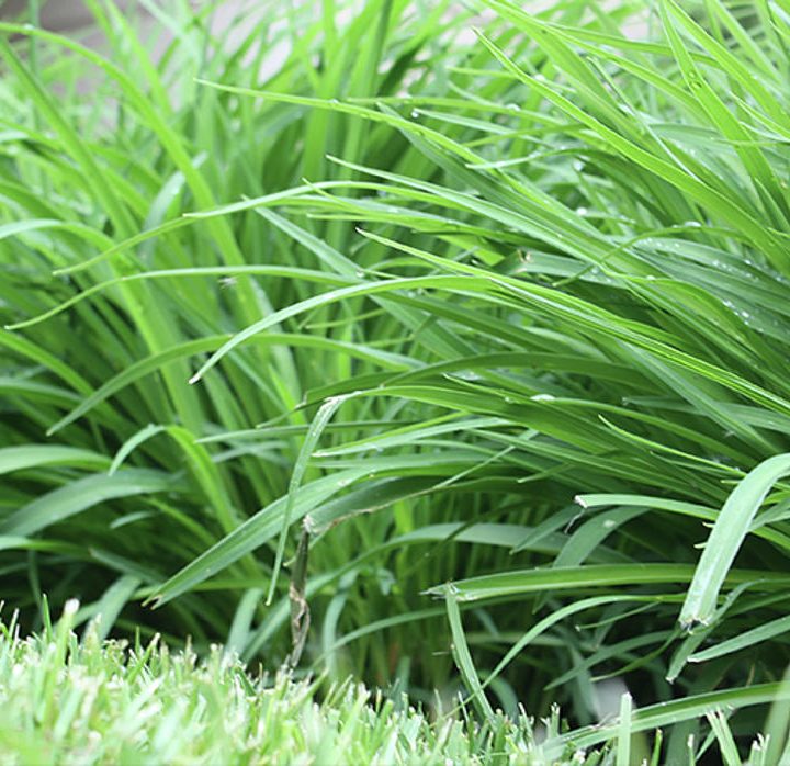 How acupuncture could help with your seasonal allergies – Richmond-News