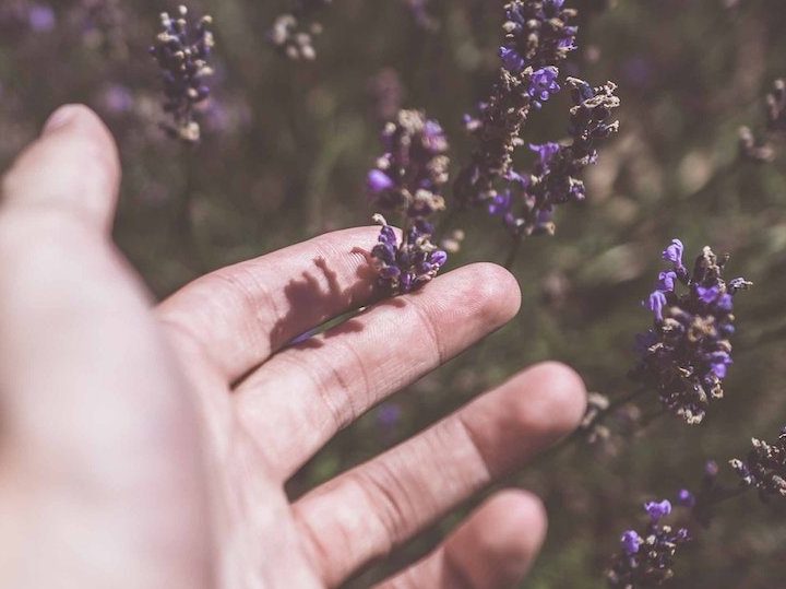 Lavender is rising through the ranks of anti-anxiety medications – PhillyVoice.com