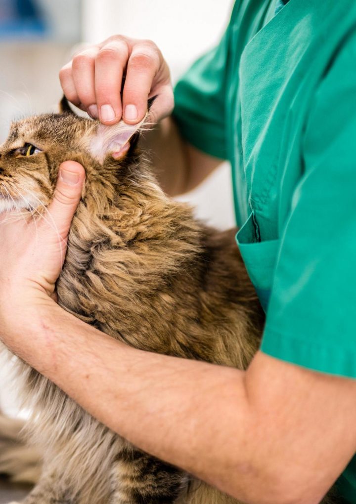 Luxury cat food recalled after pets and owners develop bovine tuberculosis – The Independent