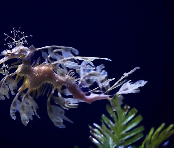 New California sea dragon habitat is among world’s largest – KRMG
