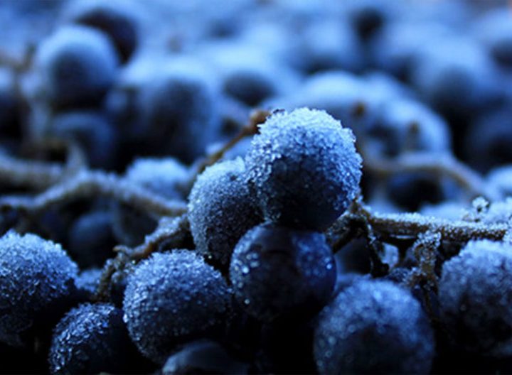 Organic vineyards and natural winemaking present new marketing opportunities for Pacific Northwest – WSU News