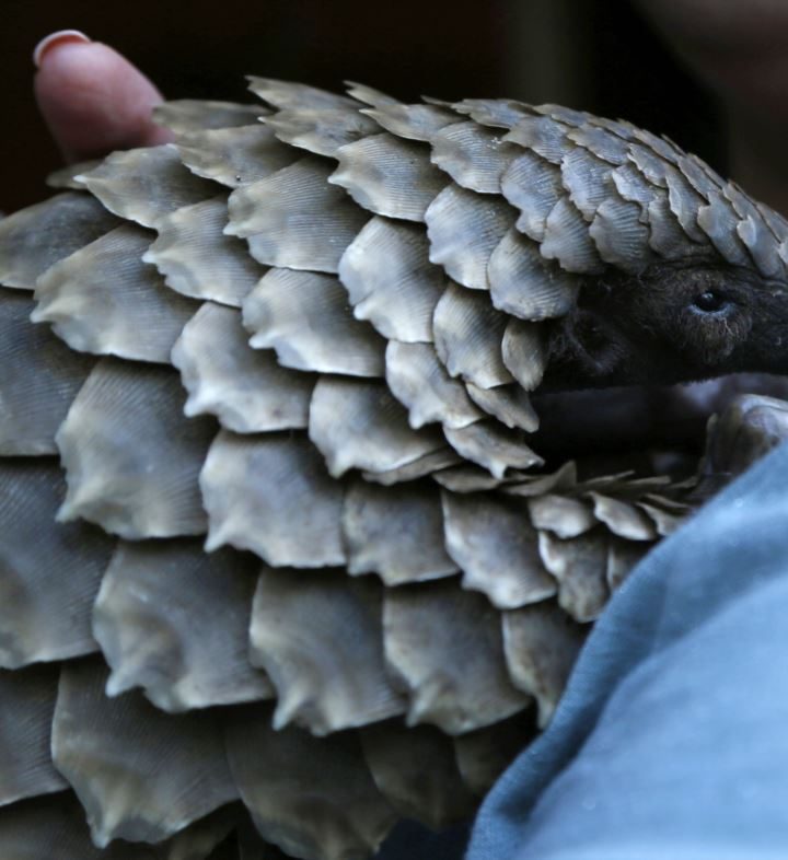 Pioneering Veterinary Medicine for Africa’s Enigmatic Pangolins – VOA News
