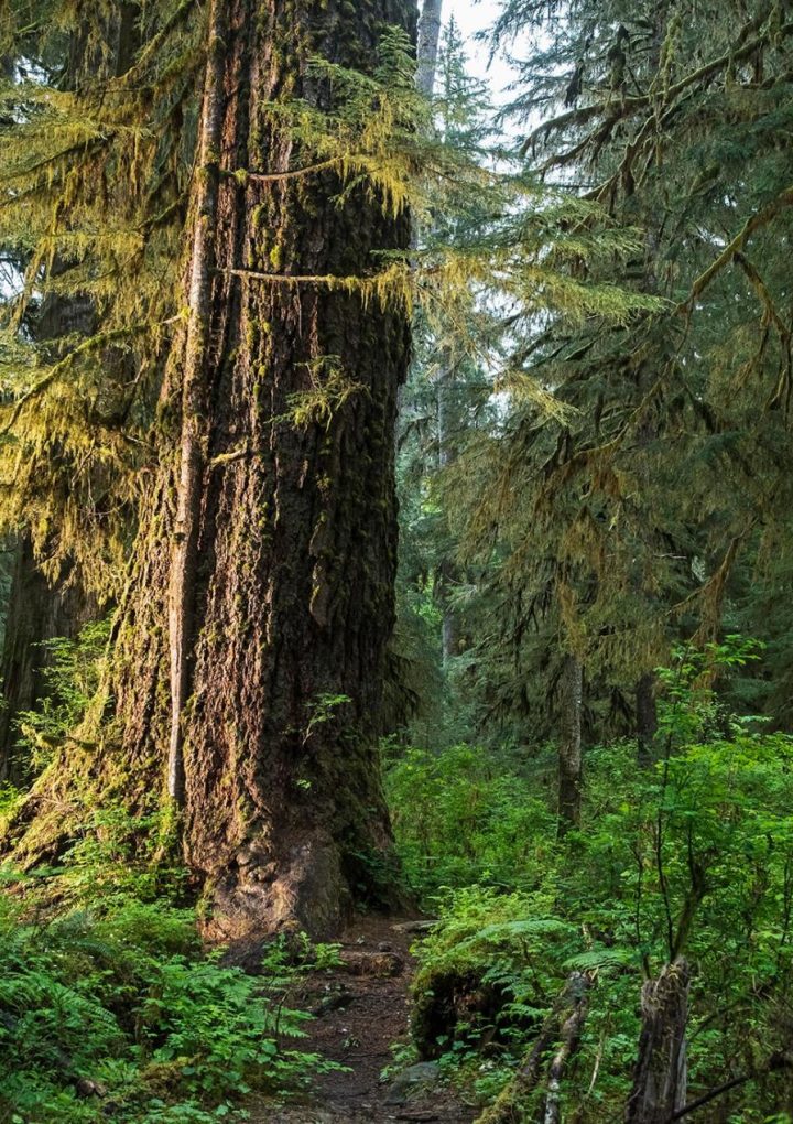 Plants are trying to keep pace with carbon emissions, study finds – National Geographic