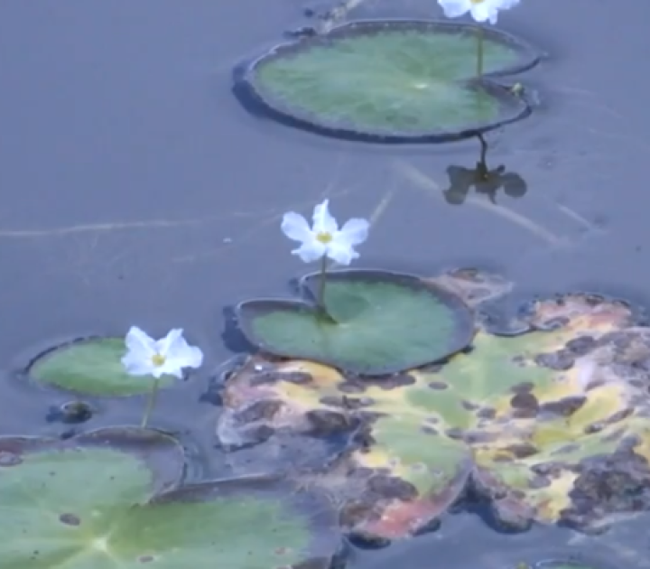 Protecting Paradise Florida invests millions to tackle invasive plant species Jillian Idle 5:03 PM, May – WPTV.com