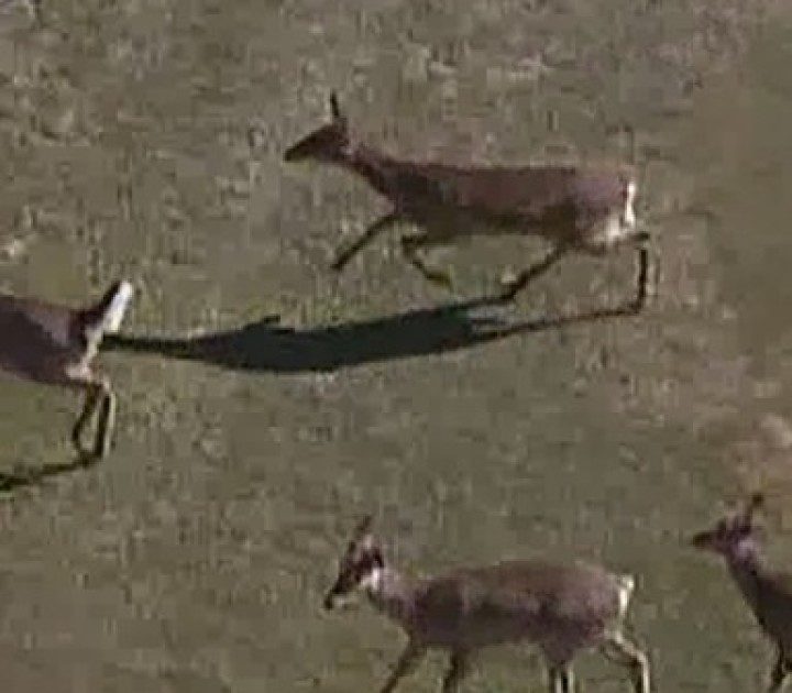 Public comment sought on proposed deer hunting regulation changes in Michigan – WXYZ Detroit