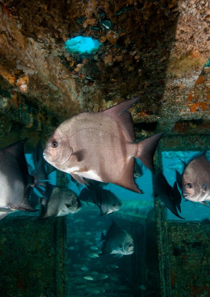 Shipwrecks may help tropical fish adapt to climate change – National Geographic