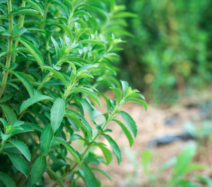 Stevia-based ingredient works as natural flavor | 2019-05-15 – Food Business News