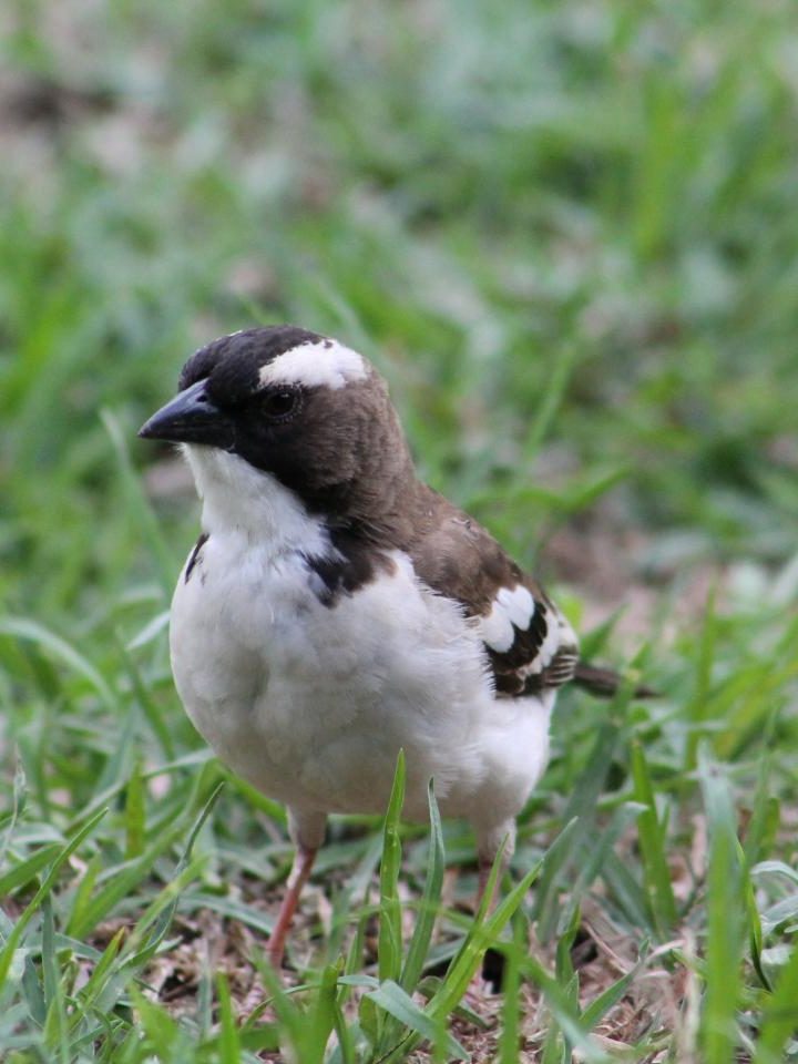 The World’s Largest Animals Are Dying Out, and it’s Leading to a ‘Downsizing’ of Nature – Newsweek