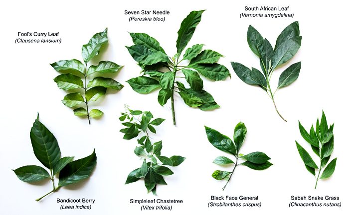 These medicinal plants put brakes on cancer growth – Futurity: Research News