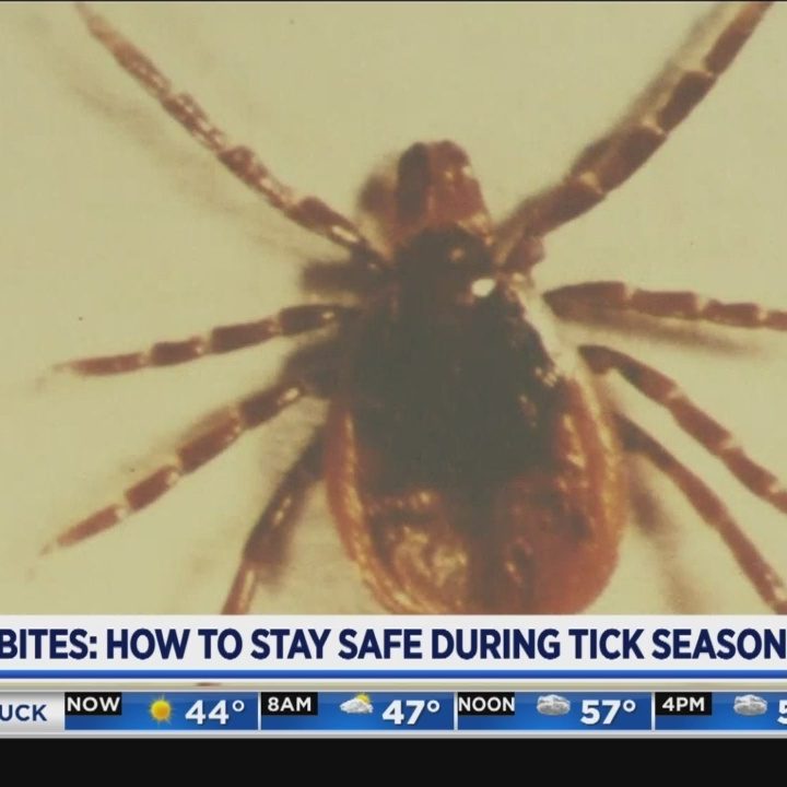 Tick season returns to West Michigan – WOODTV.com