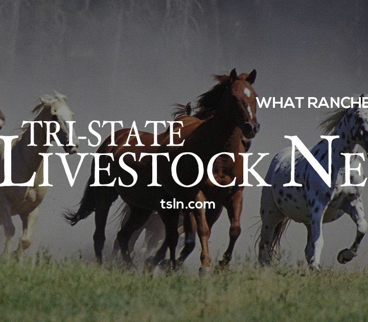 UW taps food science expert as College of Agriculture and Natural Resources dean – Tri-State Livestock News