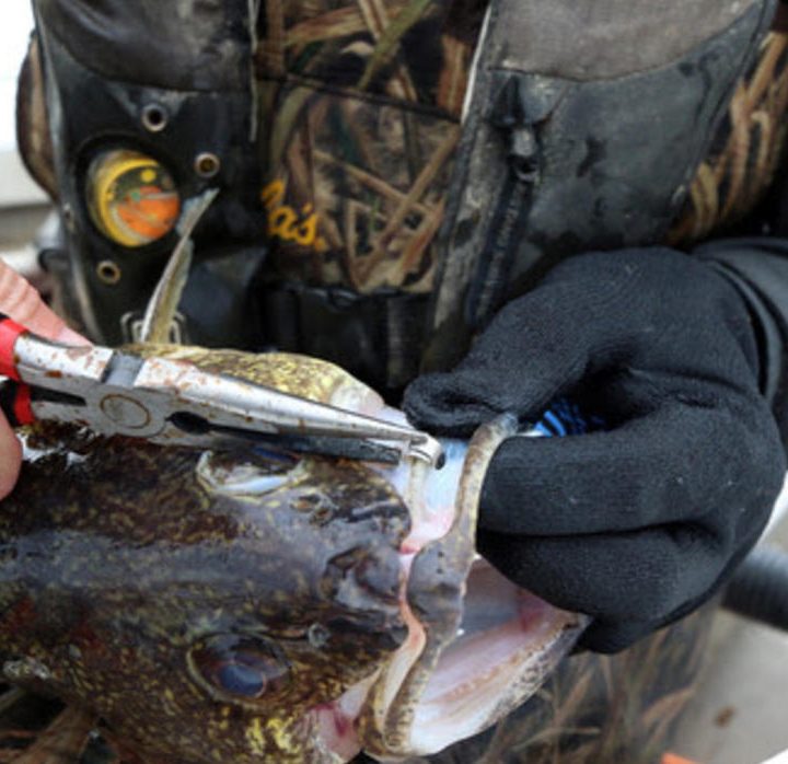 Walleye study underway on three Meeker County lakes – West Central Tribune