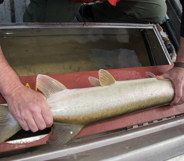 West Virginia Division of Natural Resources studying muskie size, growth at East Lynn Lake – The Logan Banner